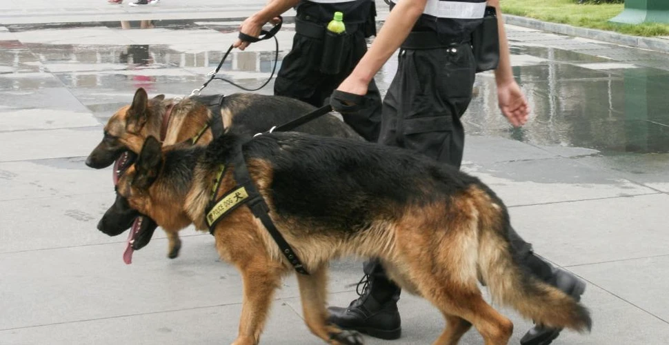 Condamnat la închisoare pentru că le-a dat nume ”ilegale”câinilor săi