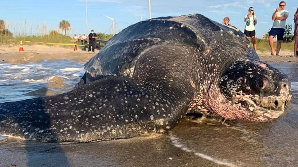 O țestoasă uriașă, cu carapace din piele, a făcut spectacol pe o plajă din Florida