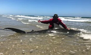 Un pescar a capturat un rechin-tigru de peste 3 metri