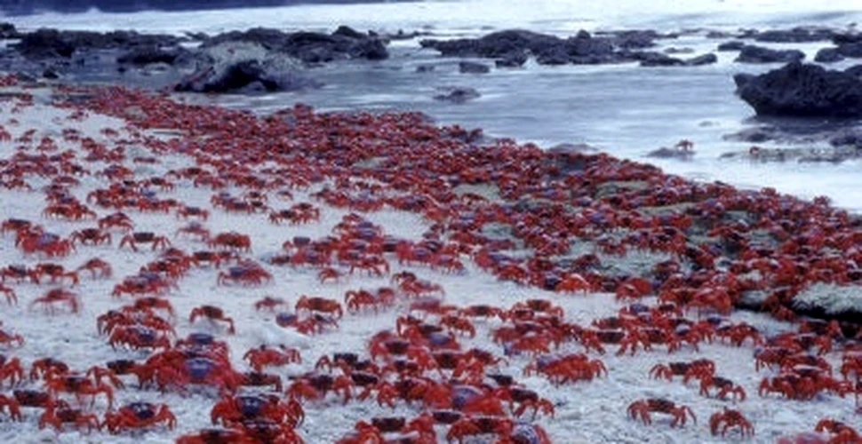 Ameninţare pentru ecosistemul antarctic: crabii regali