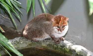 Pisica cu cap turtit, regăsită după circa 30 de ani de „tăcere”