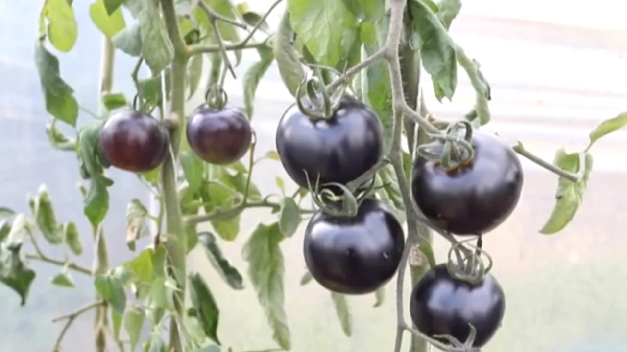 1-tomate 