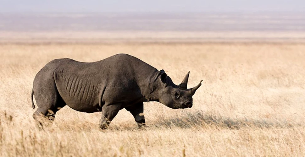Opt rinoceri dintr-o specie în pericol de dispariţie au murit în timpul unei încercări de relocare din Kenya