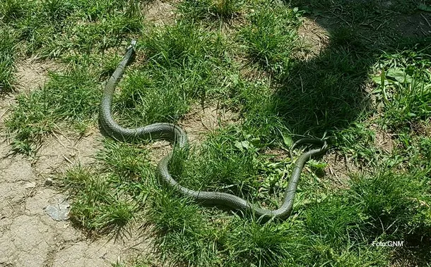 Şarpele găsit în Cişmigiu