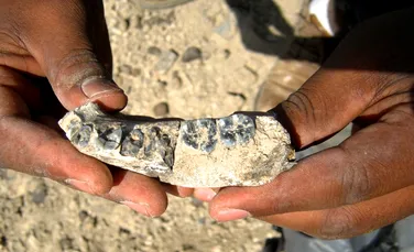 Cel mai vechi os fosilizat umanoid, datând din urmă cu 2,8 milioane de ani, descoperit în Etiopia