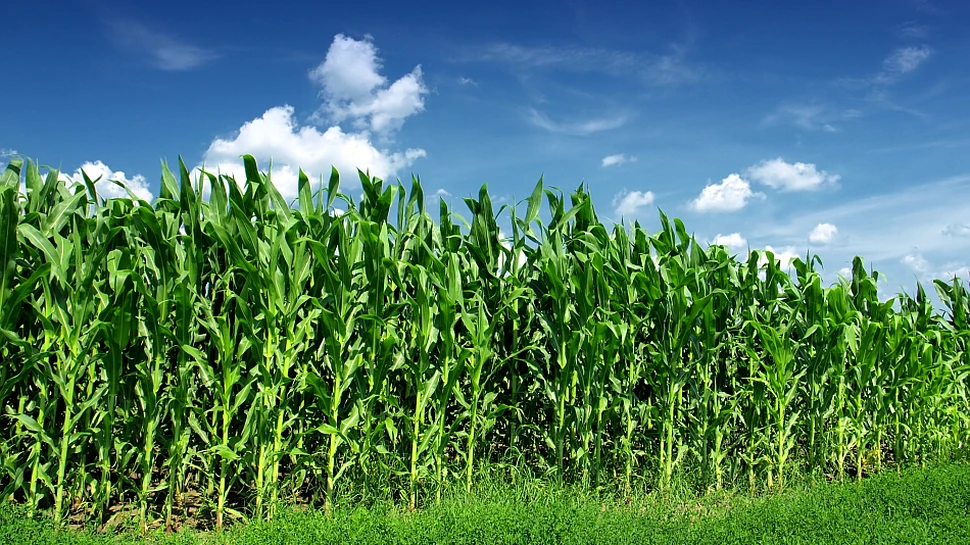 Avertismentul OMS: cel mai folosit erbicid din lume este cancerigen