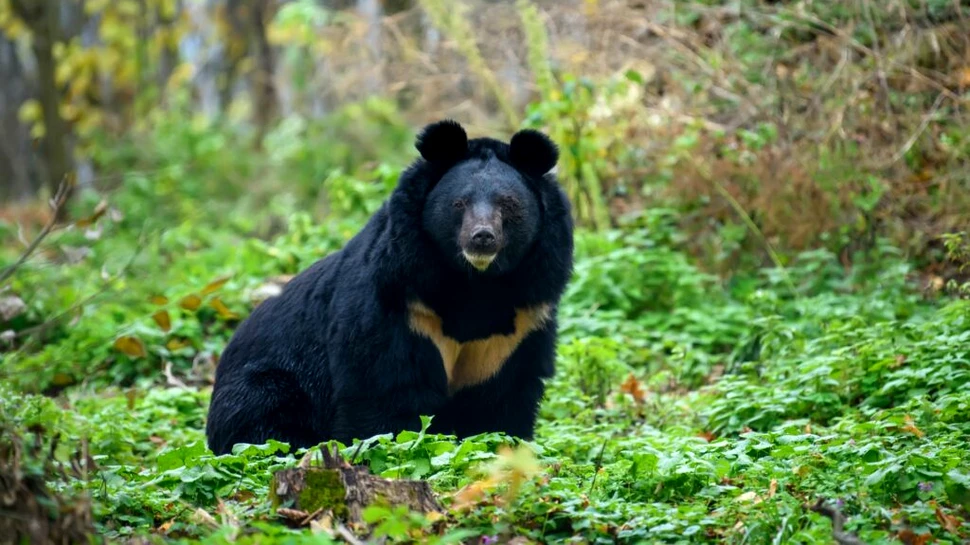Cele mai mici și cele mai mari creaturi alcătuiesc cea mai mare parte a biomasei Pământului