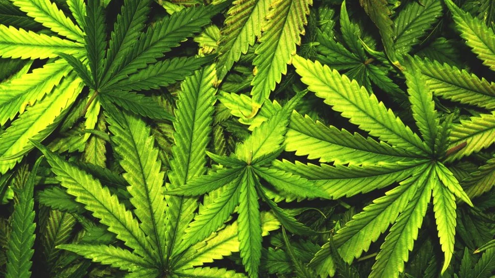 Niciun motiv să credem că bolile mintale pot fi tratate cu ajutorul canabisului, a concluzionat un studiu