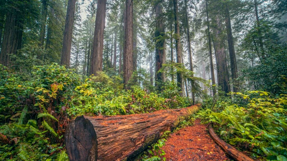 Un bărbat care s-a rătăcit într-o pădure din statul american din California a slăbit 13 kg în 10 zile