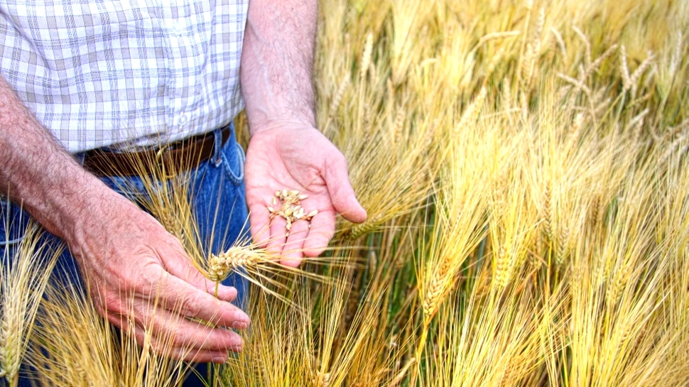 Super-grâul: soluţia care asigură necesarul de alimente pentru următoarele decenii