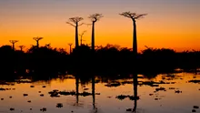 Baobabii, arborii sacri din Madagascar, sunt în pericol