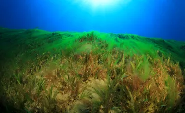 Unde a fost descoperită cea mai bătrână iarbă de mare din lume?