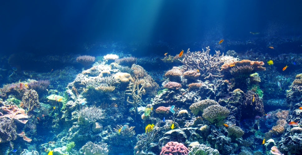 Aciditatea oceanelor a crescut foarte mult în ultimii ani, iar urmările vor fi grave