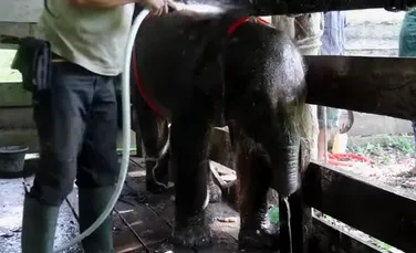 Un pui de elefant a murit după ce și-a prins trompa în capcana unui braconier