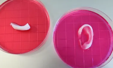 Oamenii de ştiinţă au imprimat 3D şi implantat maxilare, bucăţi de muşchi şi ”cartilaje în formă de ureche”. ”Este un avans important” – FOTO+VIDEO