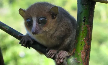 O nouă specie de primate a fost descoperită în Madagascar