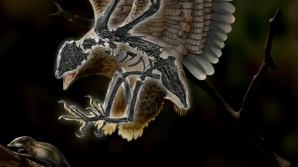 O fosilă găsită în China întărește asemănările genetice dintre păsări și dinozauri