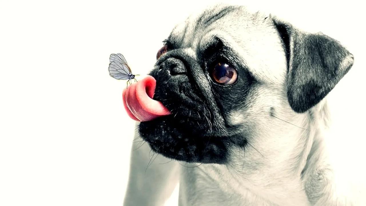 1-caine-puppy-eyes-pixabay-descopera 