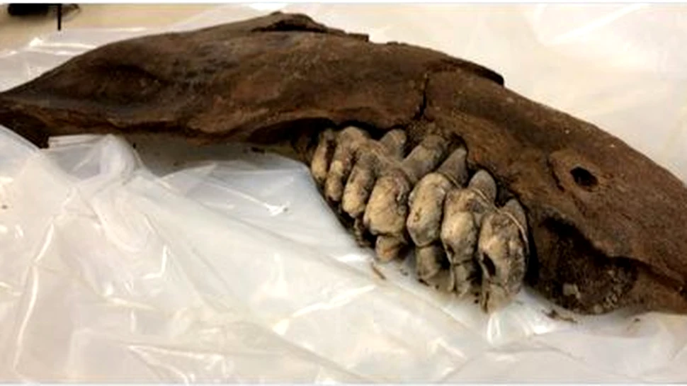 Fosila unui animal dispărut în urmă cu 10.000 de ani, descoperită de un elev de liceu