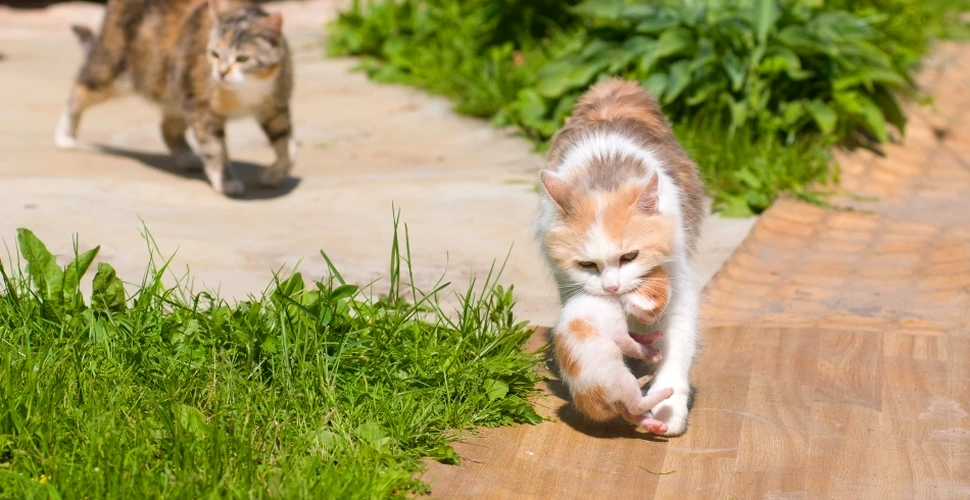Mitul despre pisici a cărui veridicitate a fost demonstrată ştiinţific