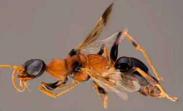 Această viespe îşi transformă prada în adevăraţi ”zombi” – VIDEO