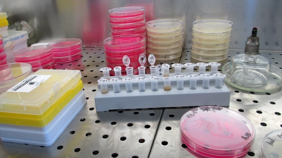 A fost descoperită o nouă bacterie rezistentă la antibiotice