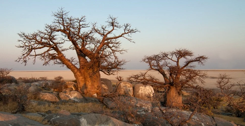 Dispariţie şocantă a celor mai bătrâni arbori baobab din Africa. Unii dintre ei au chiar şi 2.500 de ani