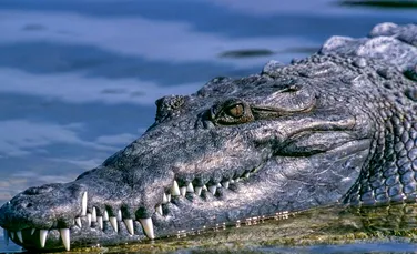Un aligator uriaş, cu un comportament neobişnuit, se plimba pe străzile din Huston – VIDEO