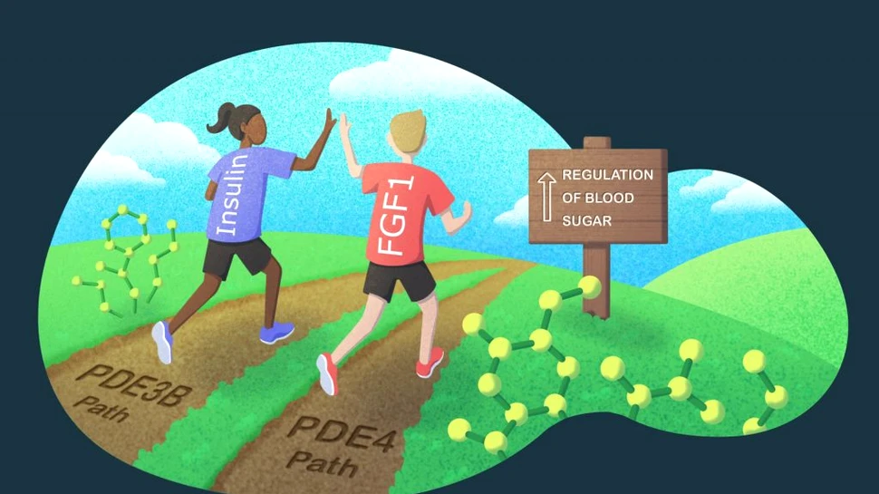 Cercetătorii au găsit o nouă cale pentru a regla nivelul de zahăr din sânge