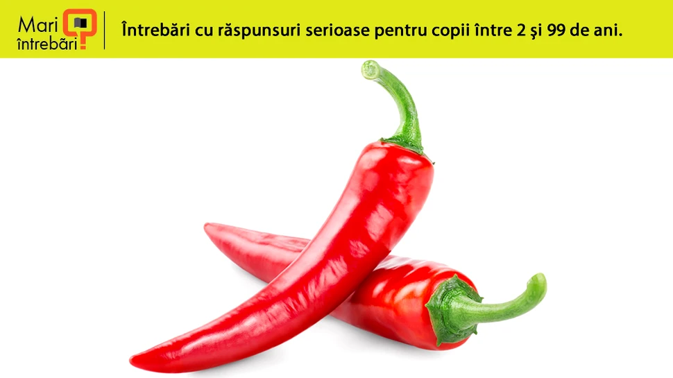 De ce ustură ardeiul iute?