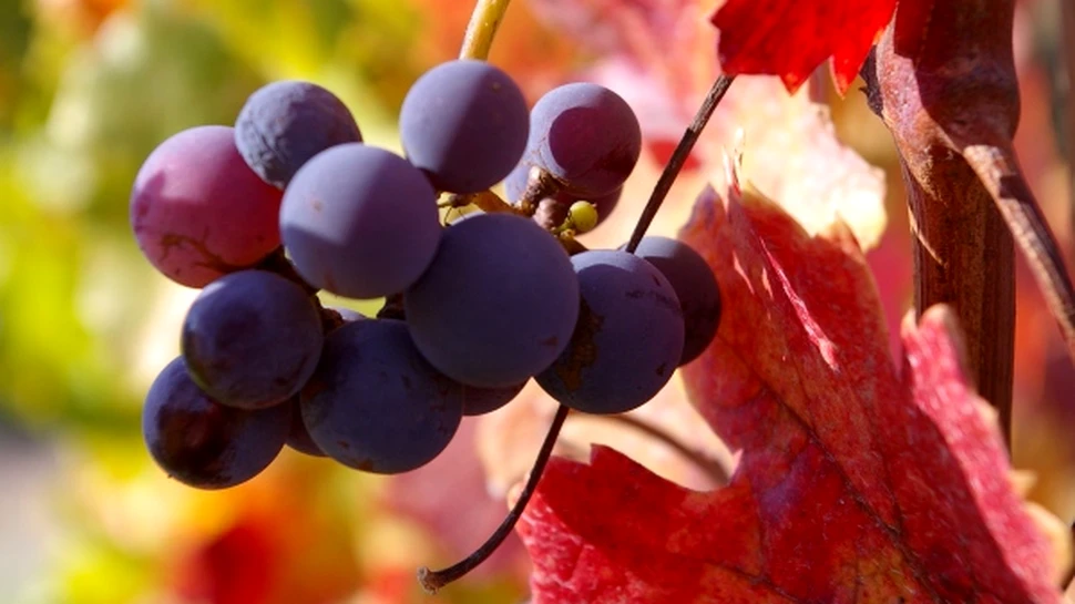 Vinul – adevaratul elixir al tineretii