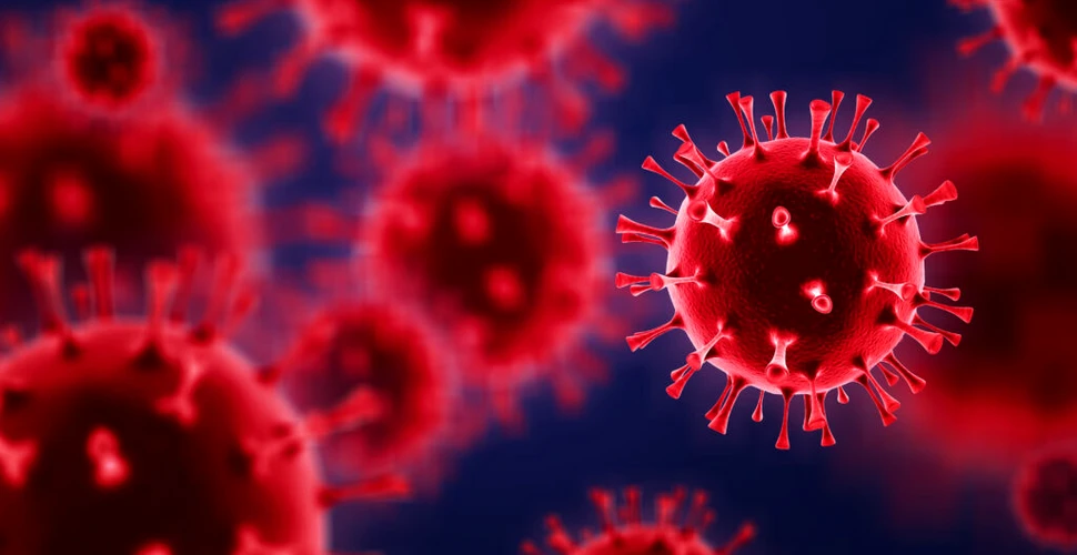 A fost descoperit un nou coronavirus la liliecii din Brazilia