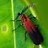 Cercetătorii au numărat din nou câte insecte sunt pe Pământ, iar rezultatul a depășit așteptările