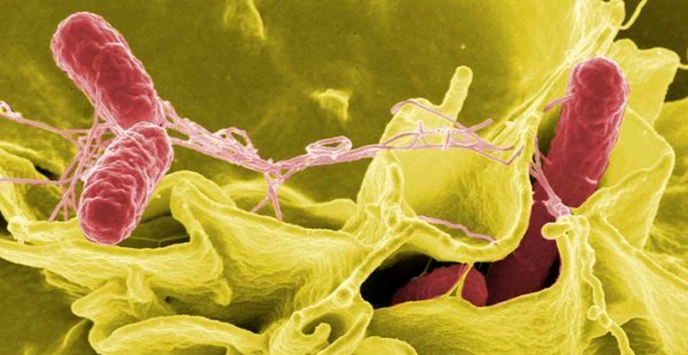 O tulpină de Salmonella rezistentă la cele mai puternice antibiotice, descoperită în Marea Britanie, Franţa şi Danemarca