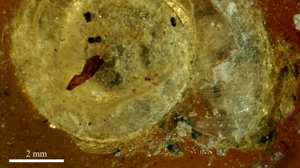 Unui melc antic de acum 99 de milioane de ani îi creștea păr pe cochilie