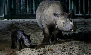 Un rinocer dintr-o specie pe cale de dispariție a născut un pui în Indonezia