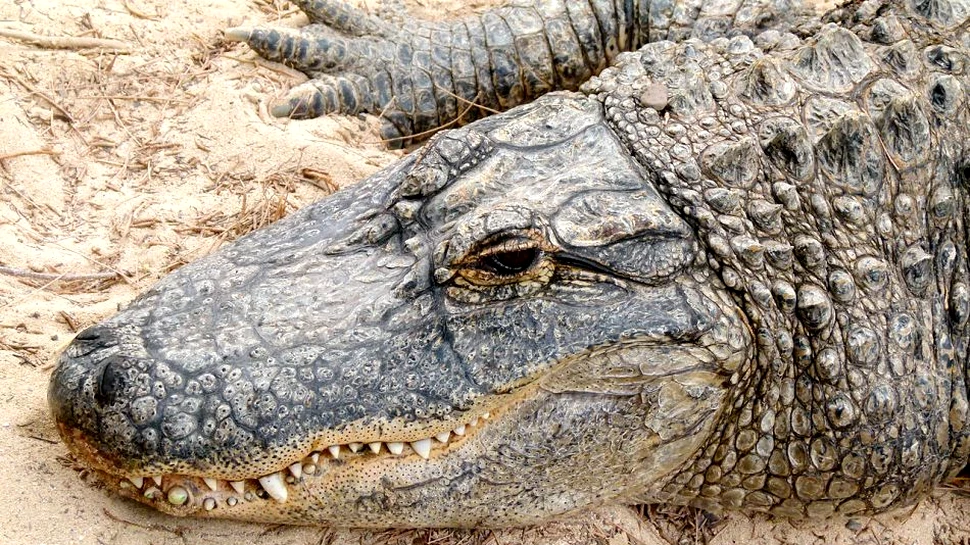 Tehnologia viitorului: ce se gândesc chimiştii să facă din grăsimea de aligator?
