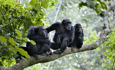 Maimutele Bonobo