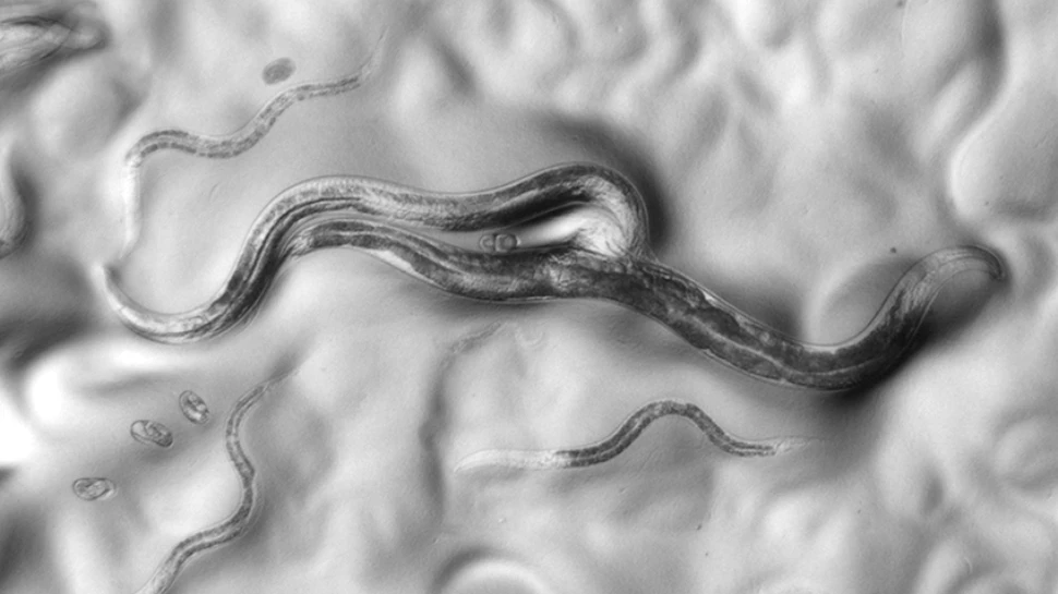 Masculii din New York au o spermă mai agresivă