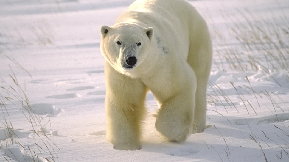 A fost ucis de un urs polar în timp ce încerca să-şi salveze fiica