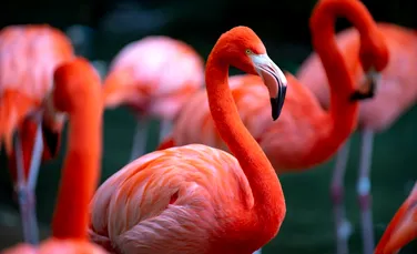 Test de cultură generală. De ce păsările flamingo sunt roz?