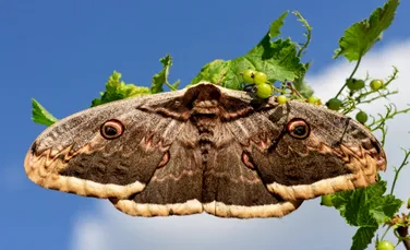 Iluminatul artificial nocturn suprimă activitatea moliilor