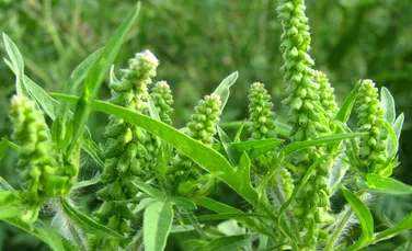Ambrozia, cea mai alergenică plantă din România