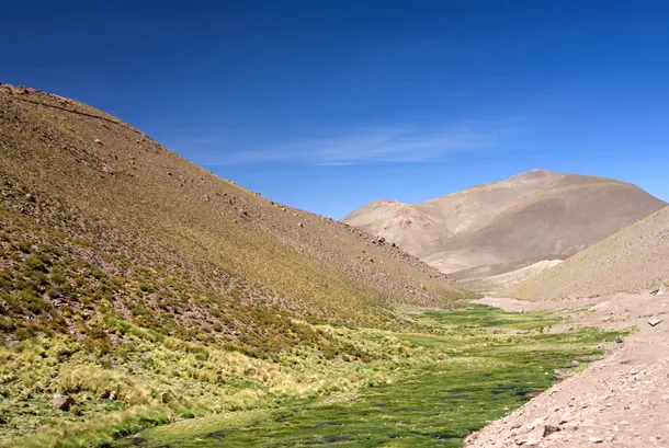 Deşertul Atacama, regiunea care înfloreşte la câţiva ani