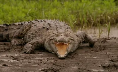 Crocodilii australieni, inculpati intr-un caz de disparitie
