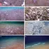 Un submersibil chinez a găsit o adevărată colonie de creaturi în Groapa Marianelor
