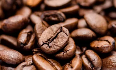 Aceleaşi bacterii ce murează varza sunt responsabile pentru aroma cafelei