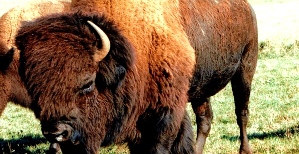 La vanatoare de bizoni in Europa de Est
