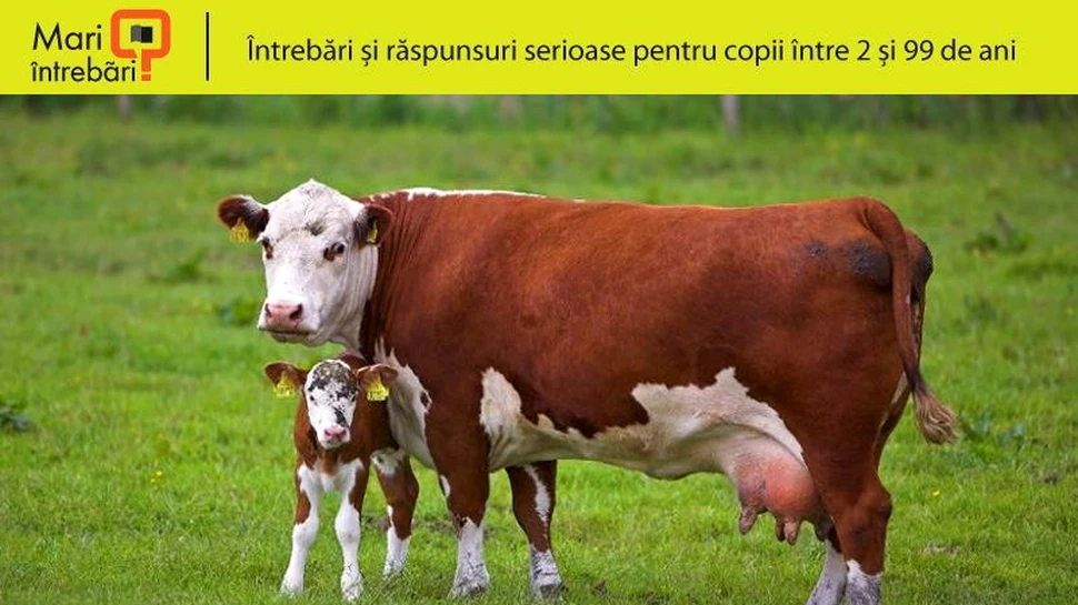 De ce rumegă vaca?