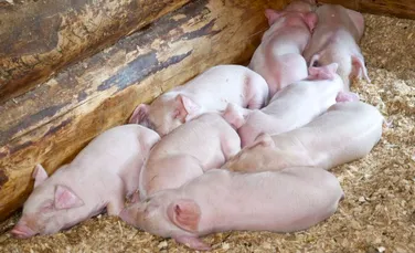 Afacerile fermierilor, ameninţate de virusul pestei porcine africane